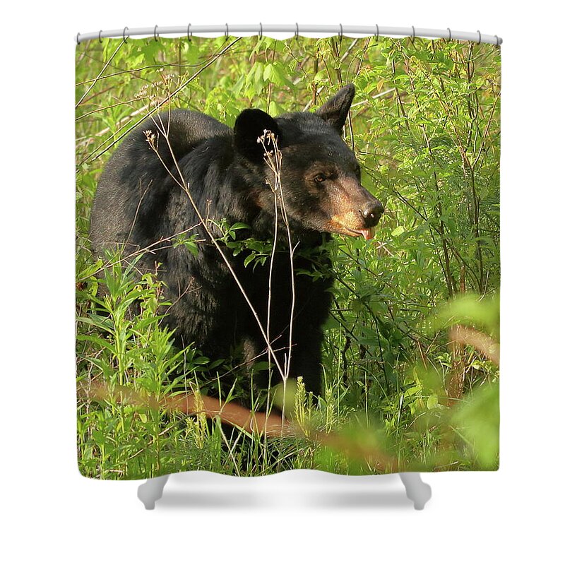 American Black Bear Shower Curtain featuring the photograph Bear in the grass by Coby Cooper