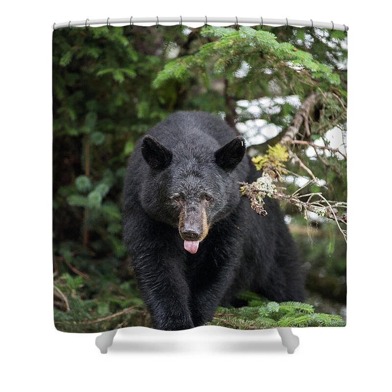 Black Bear Shower Curtain featuring the photograph Bear Tongue by David Kirby