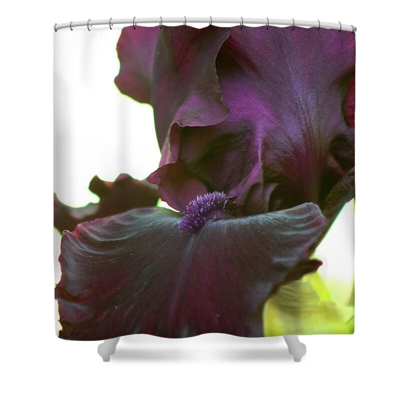 Flower Shower Curtain featuring the photograph Bearded Beauty by Deborah Crew-Johnson