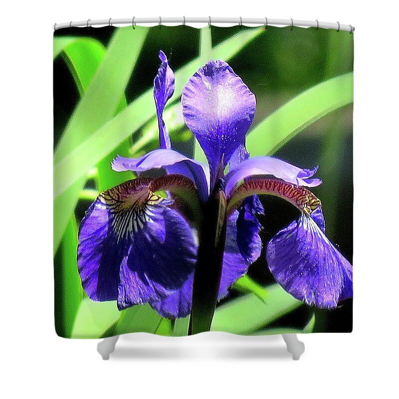 Flowers Shower Curtain featuring the photograph Bearded Blue Iris by Linda Stern