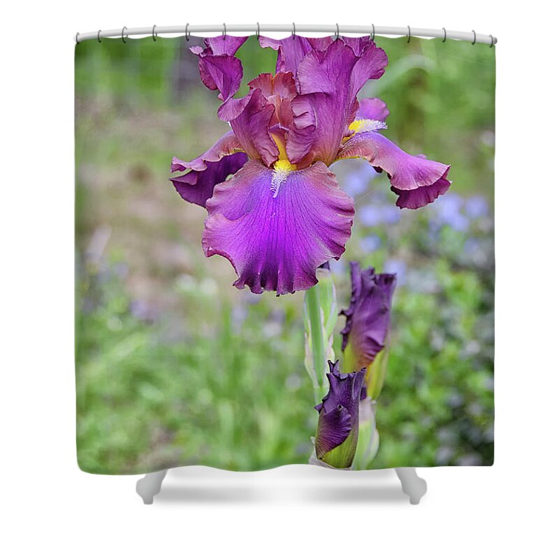 Iris Shower Curtain featuring the photograph Bearded Iris pastel purple by Debra Baldwin