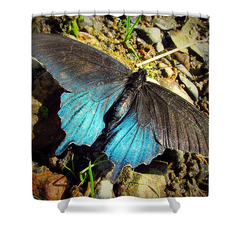 Butterfly Shower Curtain featuring the photograph Beautiful Butterfly On The River by Joyce Dickens