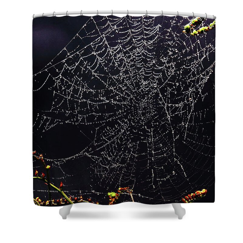 Spiders Webs Shower Curtain featuring the photograph Beautiful Entrapment by Jeff Townsend