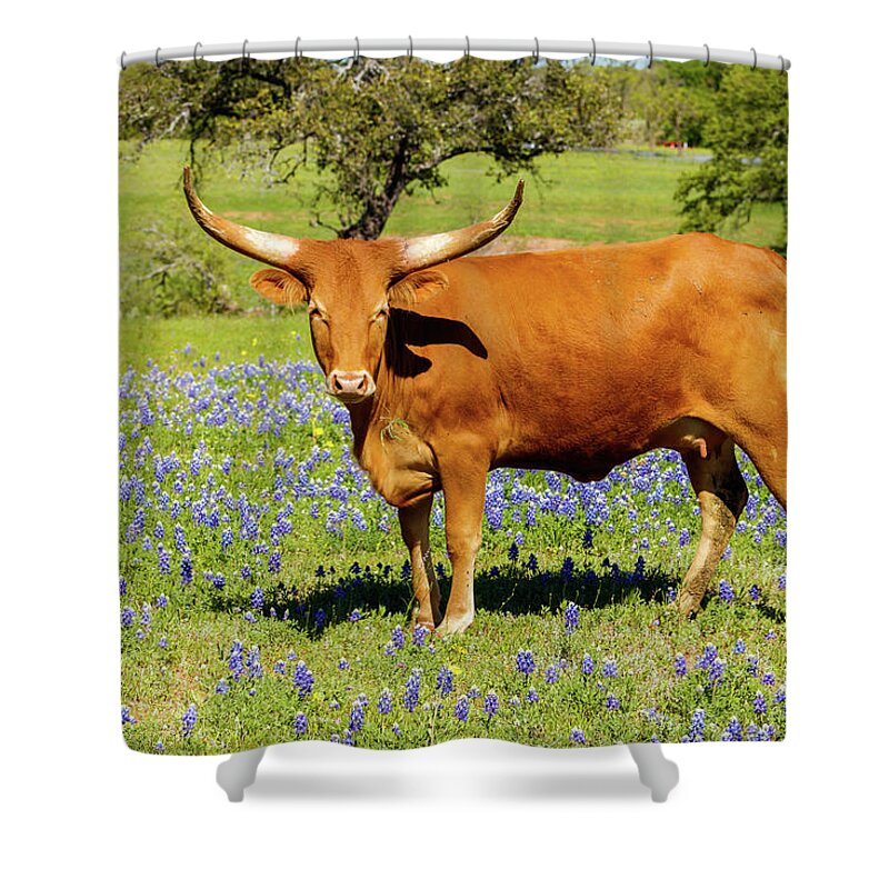 African Breed Shower Curtain featuring the photograph Beautiful longhorn cow by Raul Rodriguez