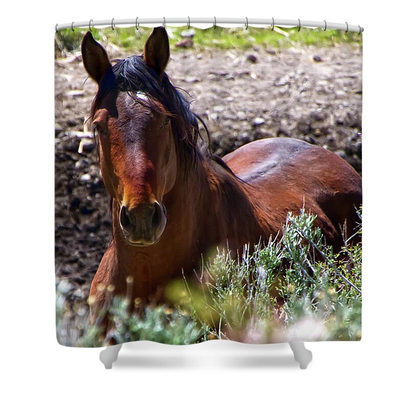 Horse Shower Curtain featuring the photograph Beautiful Mustang Stallion by Waterdancer