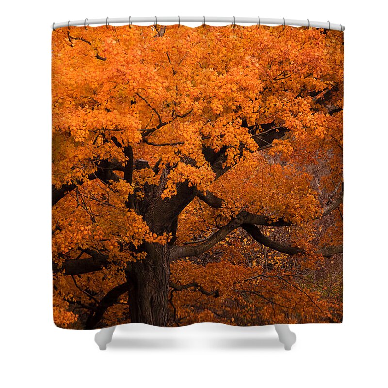 Gold Shower Curtain featuring the photograph Beautiful orange tree on a fall day by Joni Eskridge