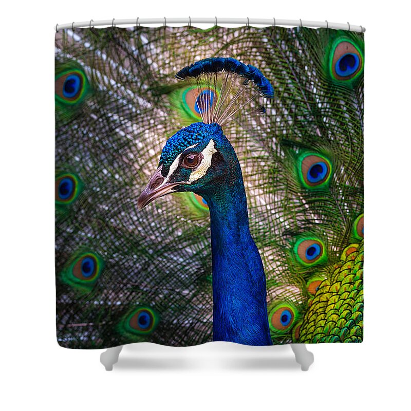 Peacock Shower Curtain featuring the photograph Beautiful Peacock by Harry Spitz