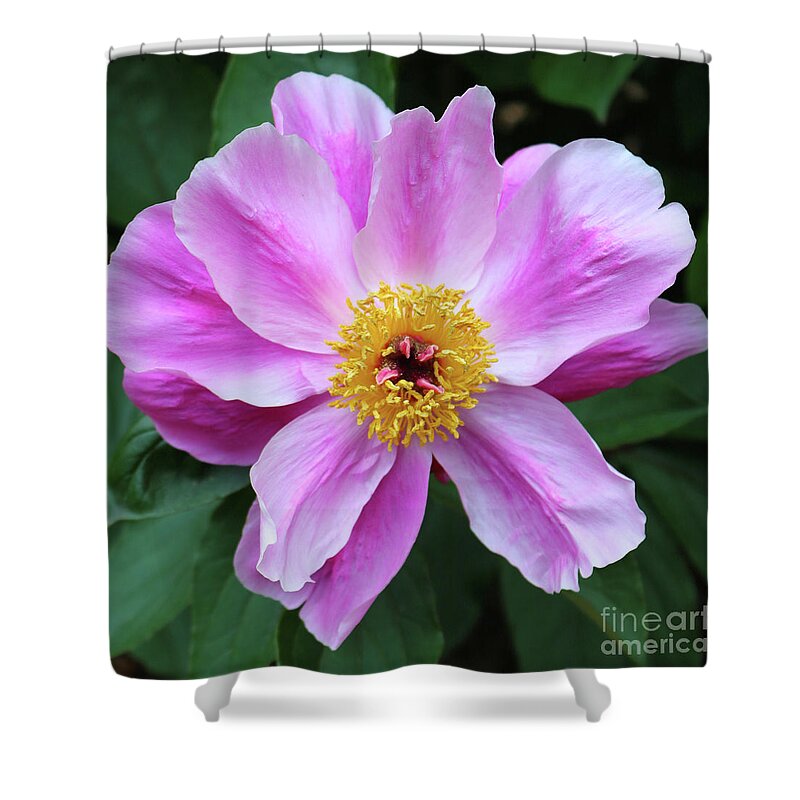 Peony Shower Curtain featuring the photograph Beautiful Pink Peony by Carol Groenen