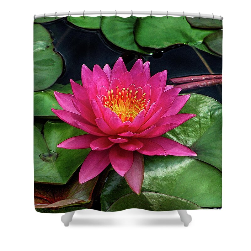 Beautiful Pink Water Lily Aquatic Flower Favorite Claude Monet Pink Green Don Columbus Photography Naples Florida Shower Curtain featuring the photograph Beautiful Pink Water Lily by Don Columbus