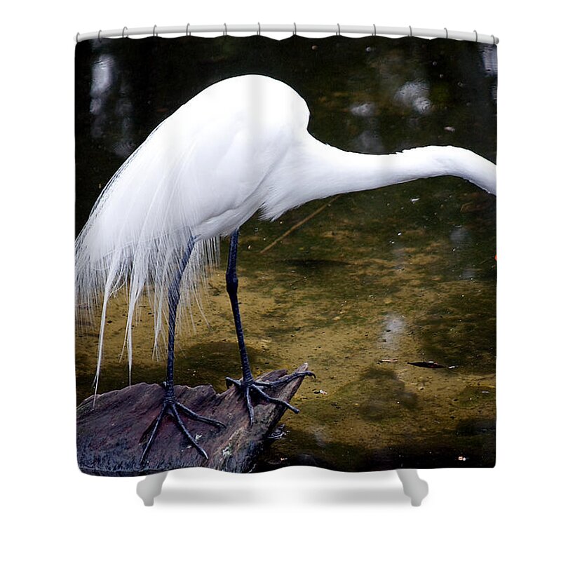 Wildlife Shower Curtain featuring the photograph Beautiful Plumage by Kenneth Albin