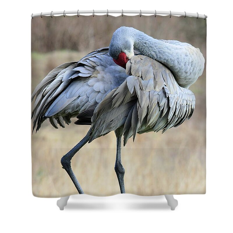 Animals Shower Curtain featuring the photograph Beautiful Preening Sandhill Crane by Carol Groenen