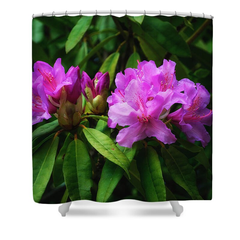Rhododendron Shower Curtain featuring the photograph Beautiful Rhododendrons by Tikvah's Hope