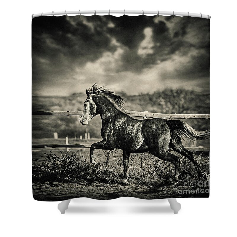 Horse Shower Curtain featuring the photograph Beautiful stallion running by Dimitar Hristov