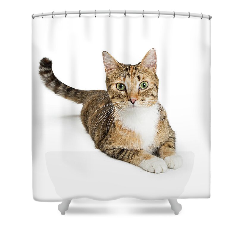 White Background Shower Curtain featuring the photograph Beautiful Tabby Cat Looking At Camera by Good Focused