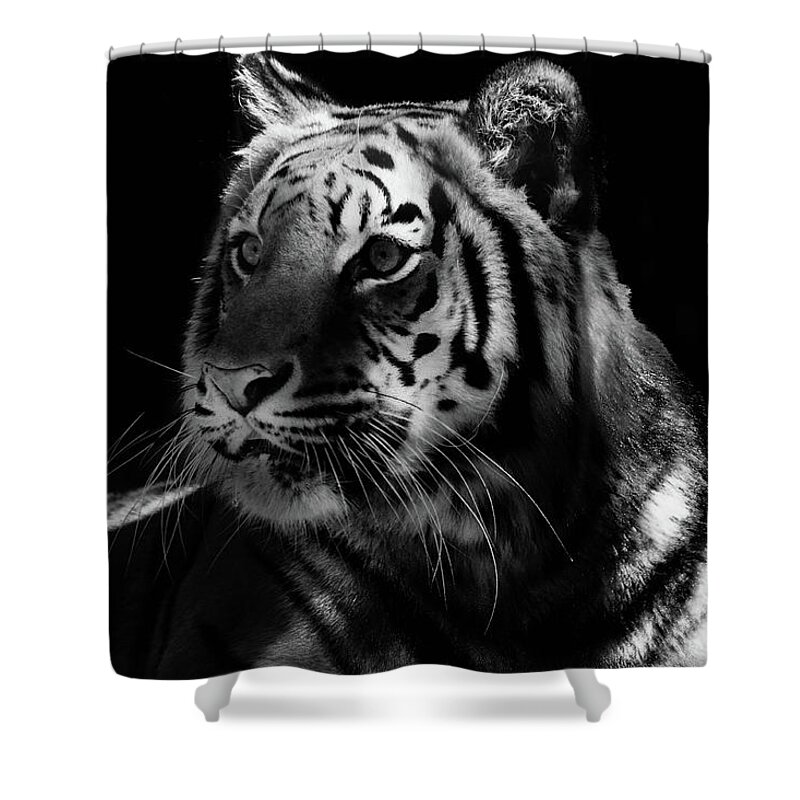 Tiger Shower Curtain featuring the photograph Beautiful Tiger BW by Debra Forand