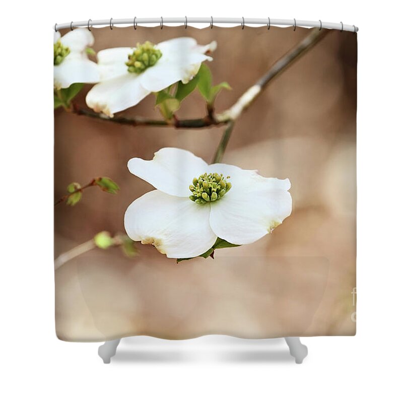 Dogwood Shower Curtain featuring the photograph Beautiful White flowering dogwood blossoms by Stephanie Frey