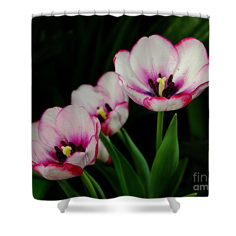 Flowers Shower Curtain featuring the photograph Beauty Abounds by Allen Nice-Webb