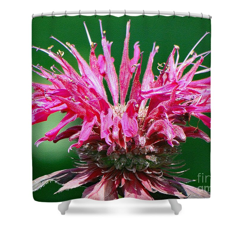 Flower Shower Curtain featuring the photograph Beauty Balm by Sue Melvin