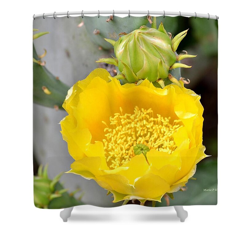 Beauty Shower Curtain featuring the photograph Beauty Begets Beauty by Maria Urso