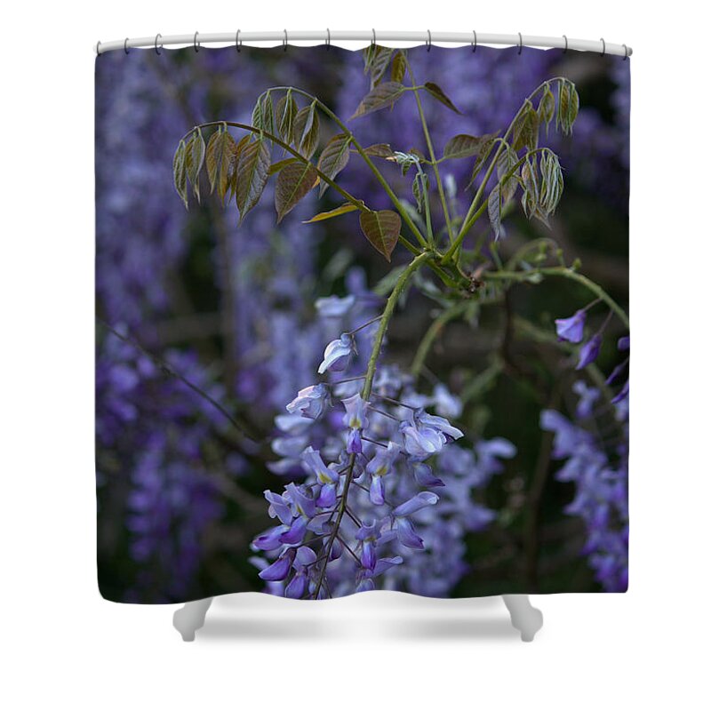 Purple Shower Curtain featuring the photograph Beauty In Purple by Jeanette C Landstrom