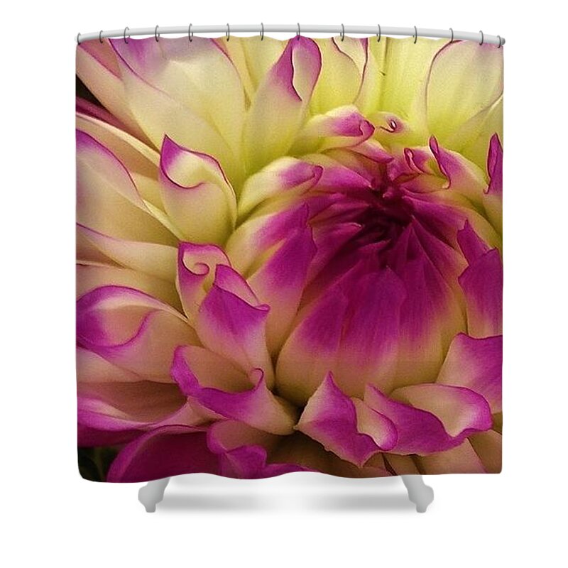 Nature Shower Curtain featuring the photograph Beauty in the Market by Bruce Bley
