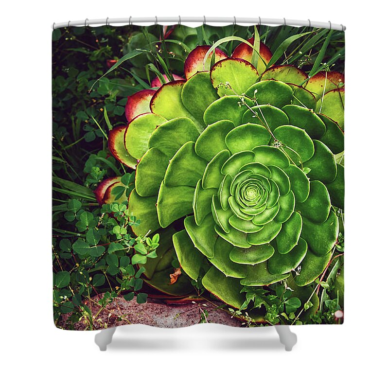 Succulent Shower Curtain featuring the photograph Beauty in the Weeds by April Reppucci