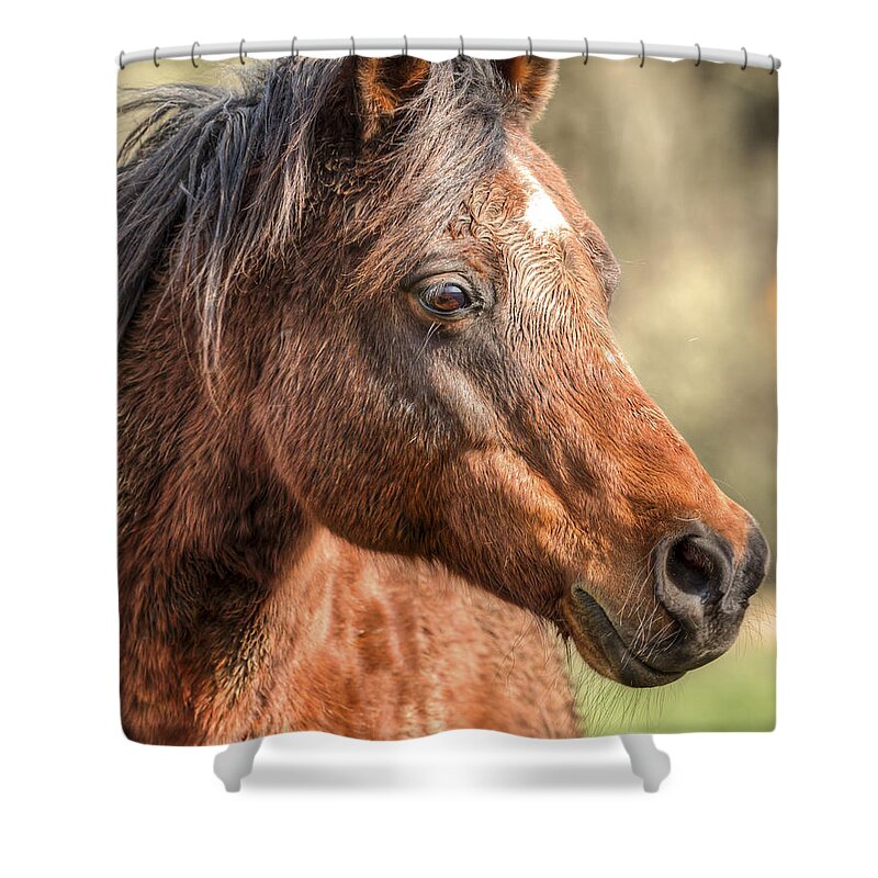 Equine Shower Curtain featuring the photograph Beauty by Kristina Rinell