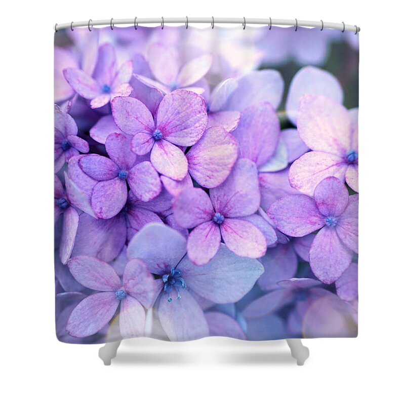 Beautiful Shower Curtain featuring the photograph Beauty of hydrangea by Lilia D