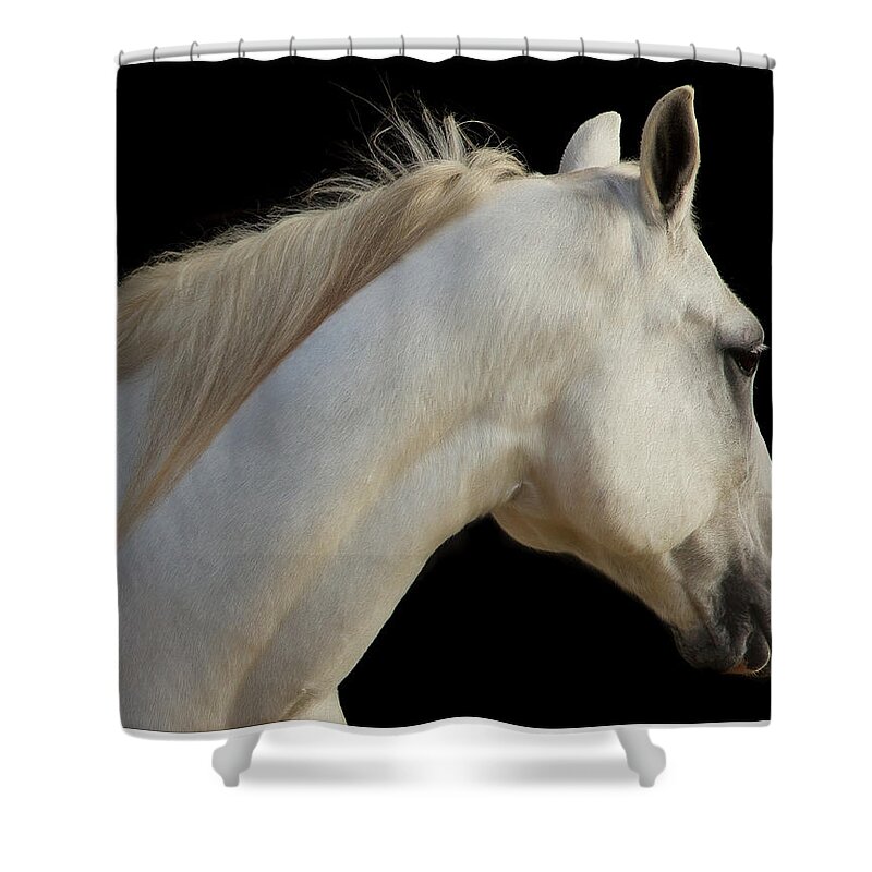 Horse Shower Curtain featuring the photograph Beauty by Sharon Jones