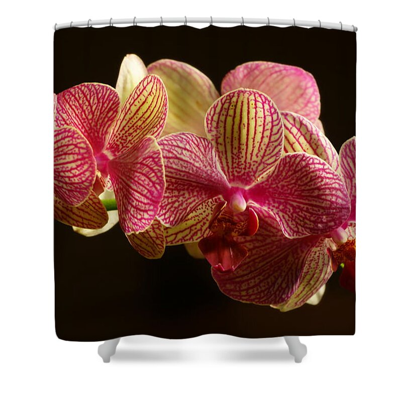 Bloom Shower Curtain featuring the photograph Beauty up Close 2 by Dimitry Papkov