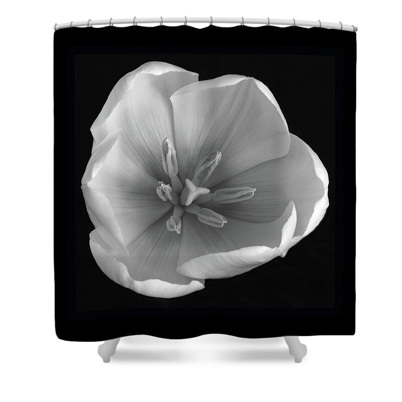 Tulips Shower Curtain featuring the photograph Beauty Within by Terence Davis
