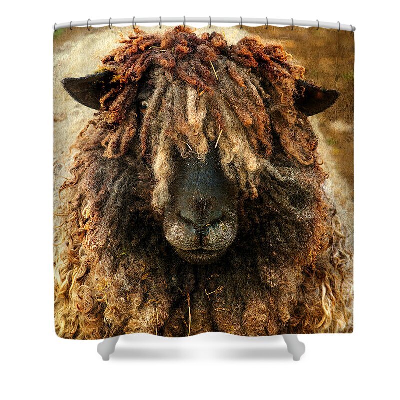 Sheep Shower Curtain featuring the photograph Because Ewe Are Worth It by Linsey Williams