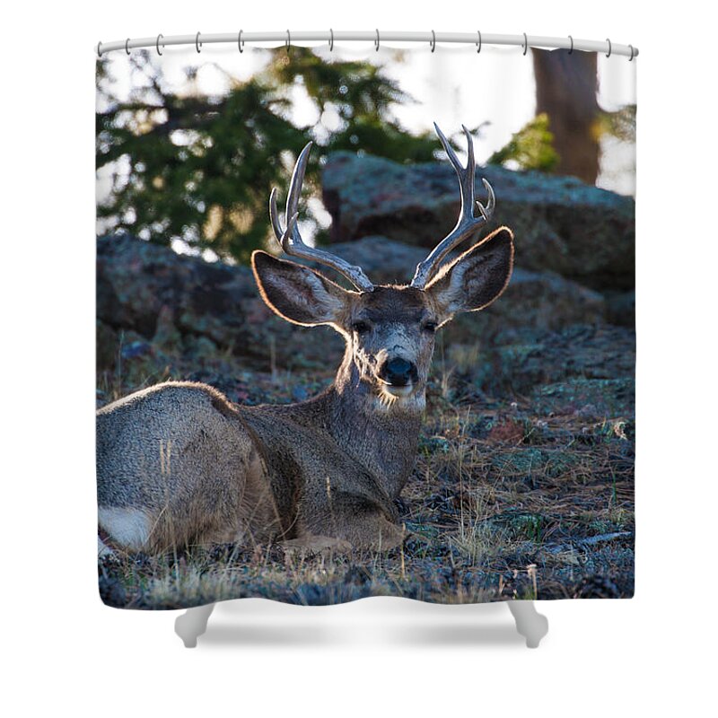 Mule Deer Shower Curtain featuring the photograph Bed Down For The Evening by Mindy Musick King