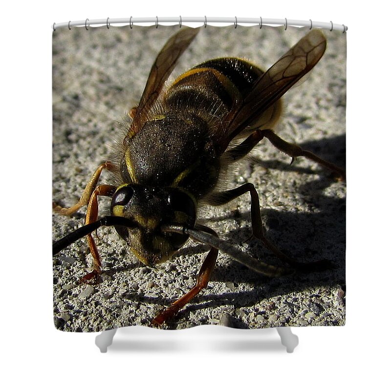 Animal Shower Curtain featuring the photograph Bee by Cesar Vieira