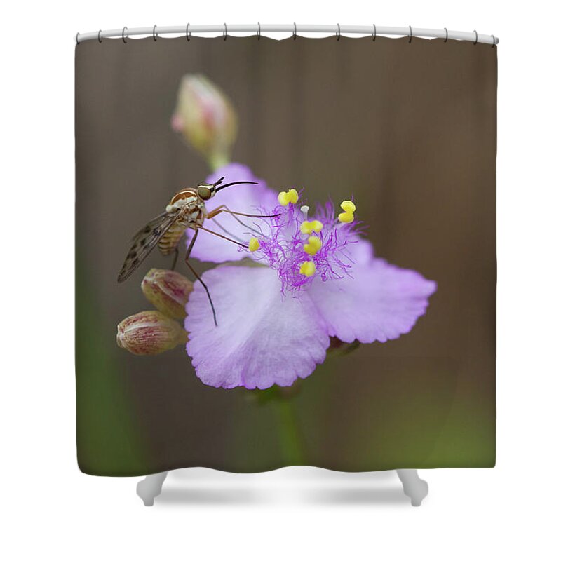 Poecilognathus Bee Fly Shower Curtain featuring the photograph Bee Fly on Roseling by Paul Rebmann