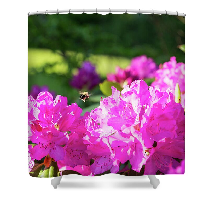 Bee Shower Curtain featuring the photograph Bee Flying Over Catawba Rhododendron by D K Wall