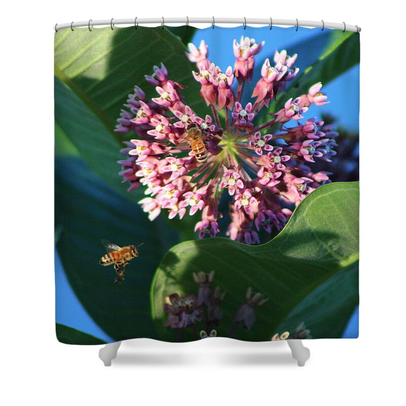 Bee Shower Curtain featuring the photograph Bee Flying to Milkweed in Elgin Illinois by Colleen Cornelius