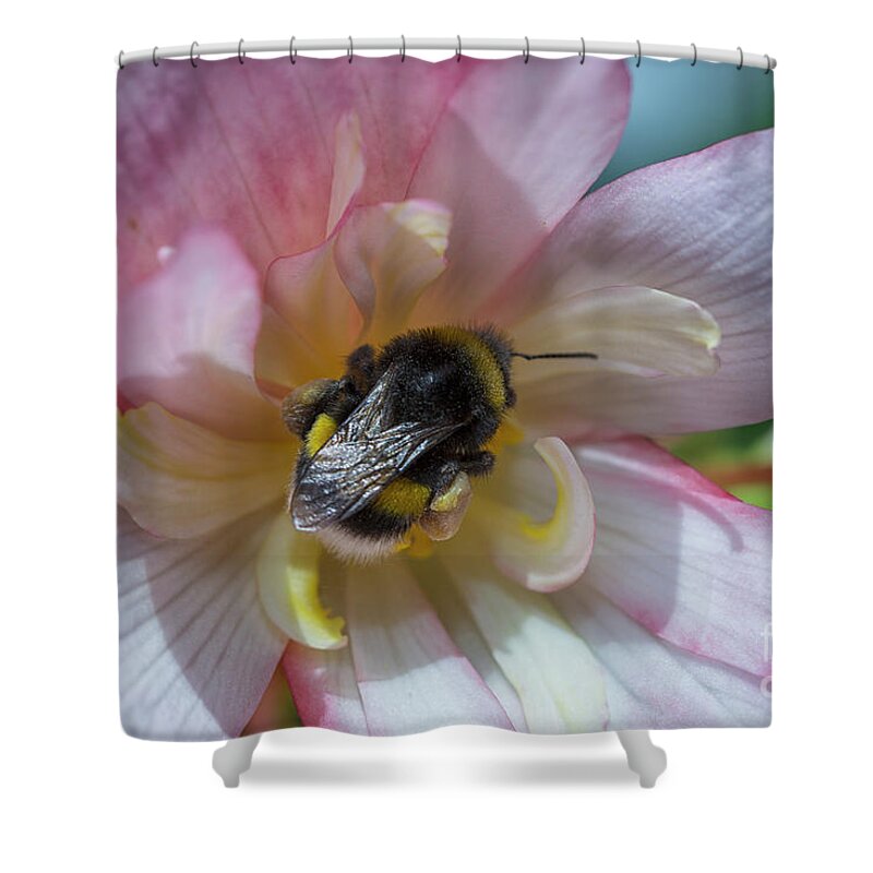 Animal Shower Curtain featuring the photograph Bee in flower by Patricia Hofmeester