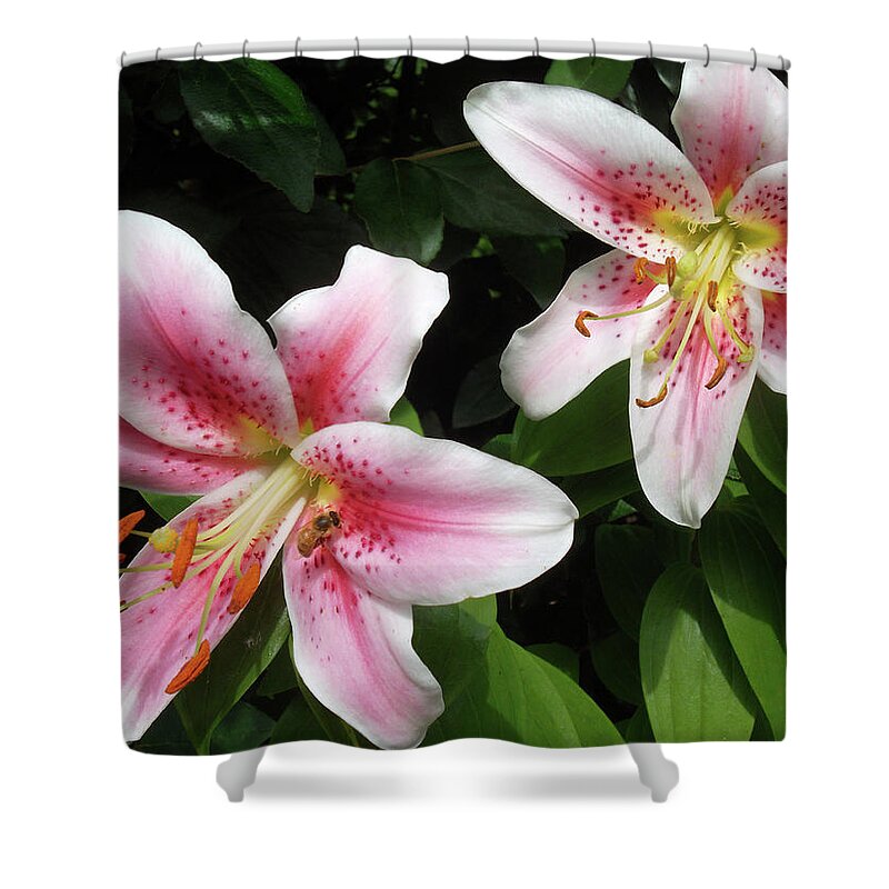 Honey Bee Shower Curtain featuring the photograph Bee in the Lilies by Susan Esbensen