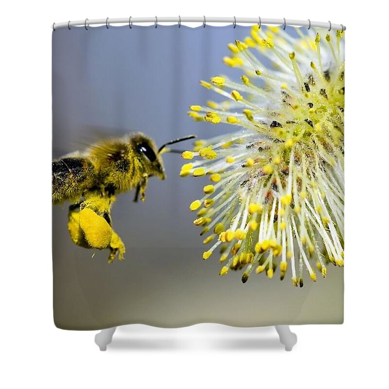 Bee Shower Curtain featuring the photograph Bee by Jackie Russo