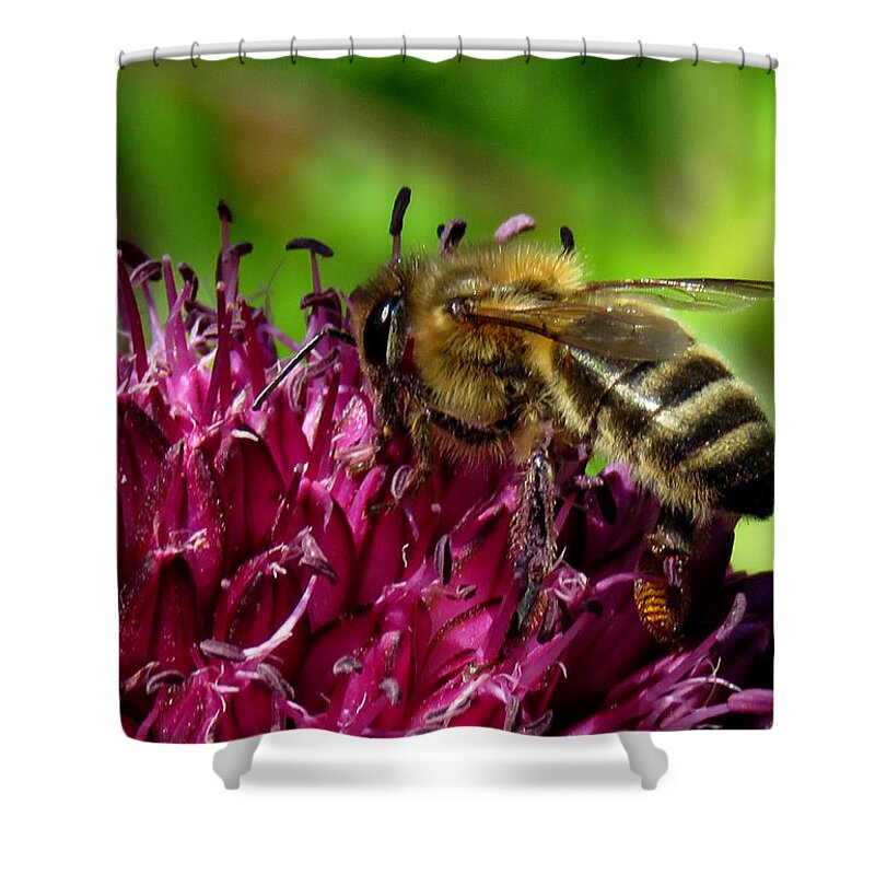 Bee Shower Curtain featuring the photograph Bee on a Dark Pink Flower by John Topman