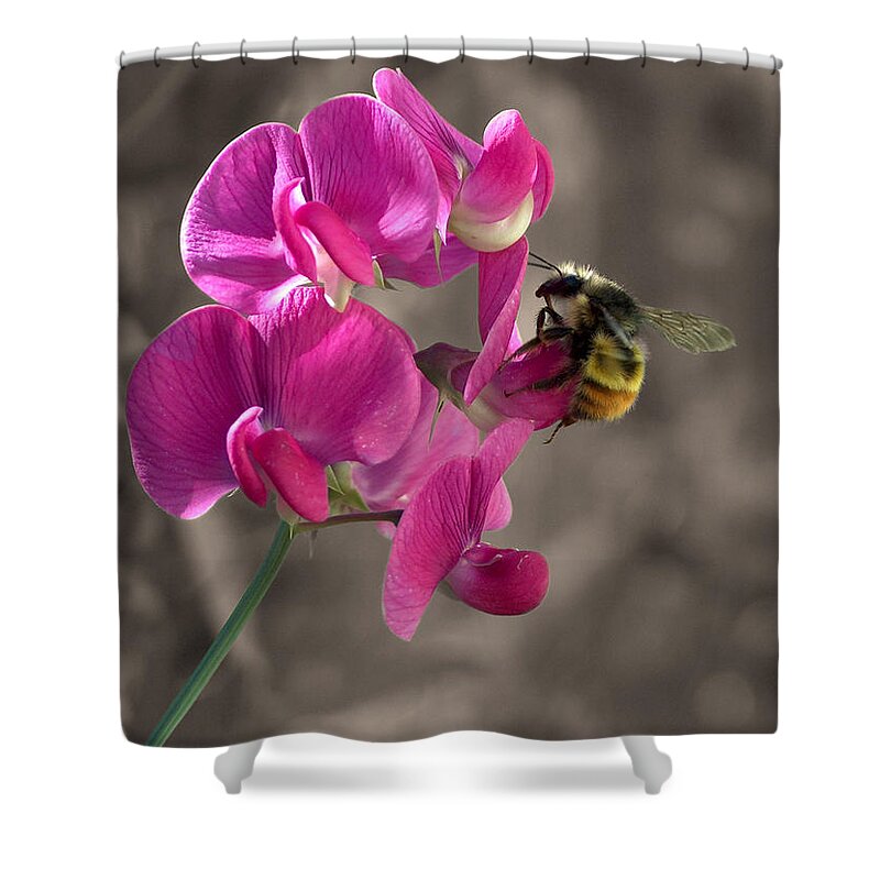 Bee Shower Curtain featuring the photograph Bee on a Sweet Pea by Wayne Enslow