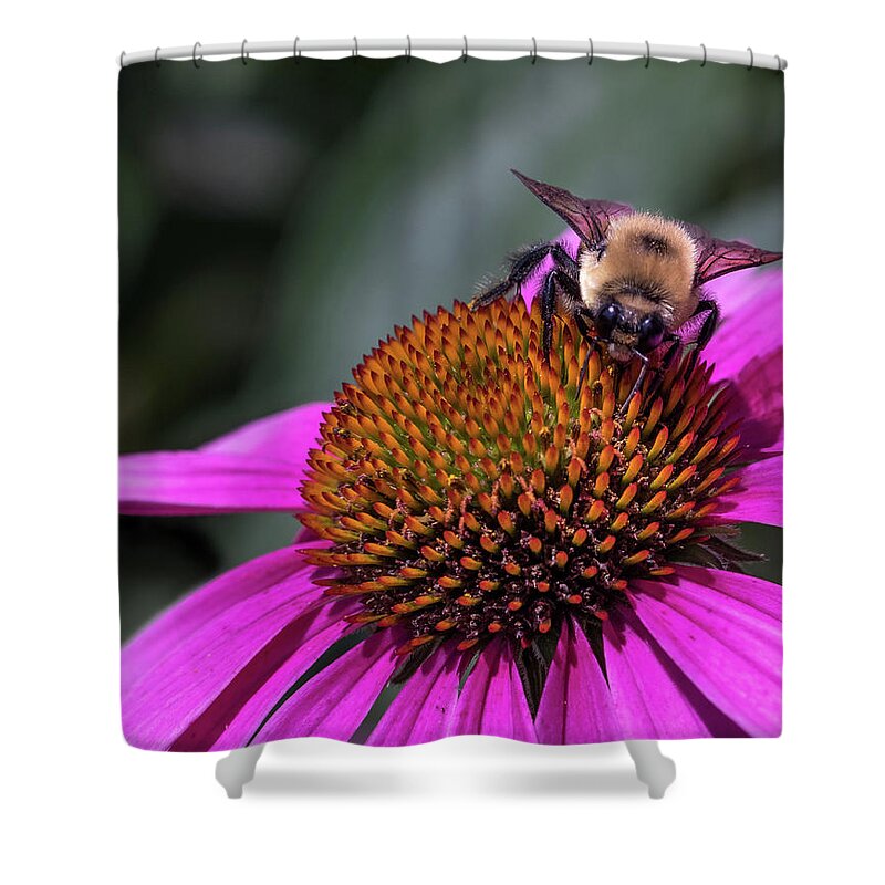 Bee Shower Curtain featuring the photograph Bee on Echinacea by Georgette Grossman