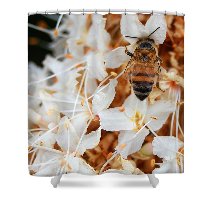 Flower Shower Curtain featuring the photograph Bee on Flowers 2 by Amy Fose