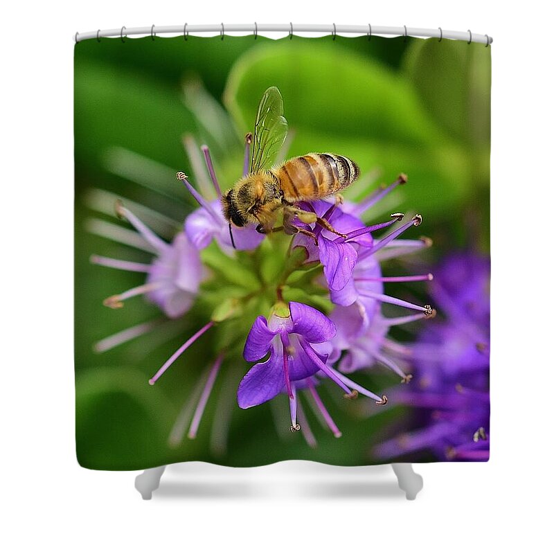 Linda Brody Shower Curtain featuring the photograph Bee on Hebe Inspiration 5 by Linda Brody
