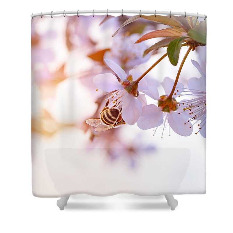 Apple Shower Curtain featuring the photograph Bee pollinates spring cherry by Anna Om