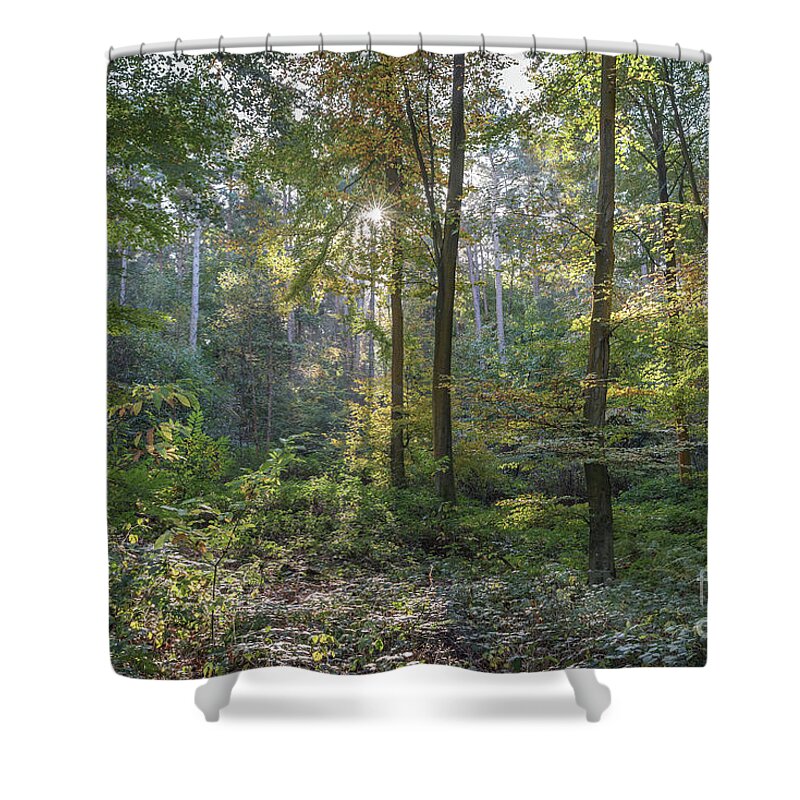Autumn Shower Curtain featuring the photograph Beech and Sweet Chestnut Woodland in Autumn by Perry Rodriguez