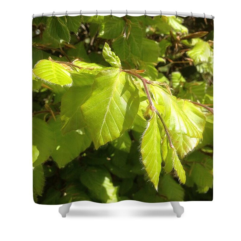 Beech Hedge Shower Curtain featuring the photograph Beech hedge in spring by Wendy Davies