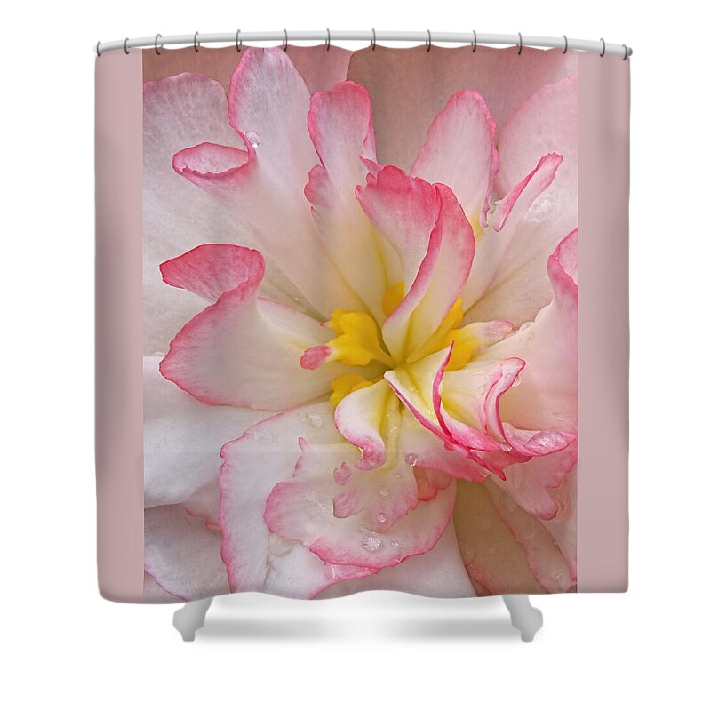 Begonia Shower Curtain featuring the photograph Begonia Pink Frills - Vertival by Gill Billington