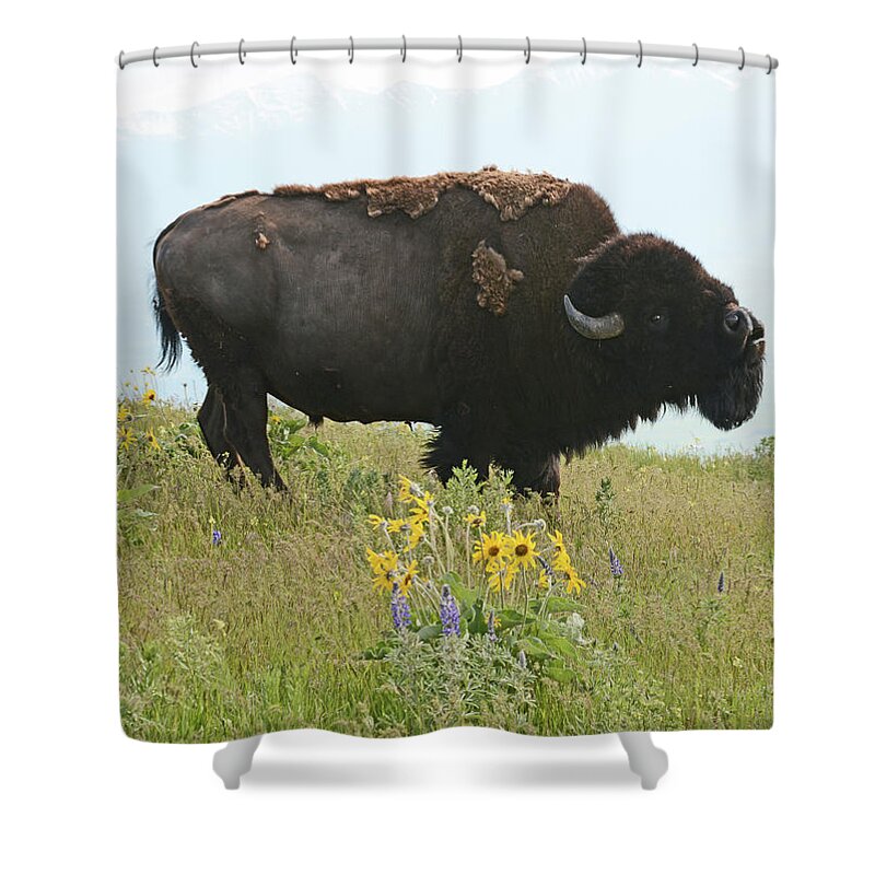Bellowing Shower Curtain featuring the photograph Bellowing Bull Bison by Whispering Peaks Photography